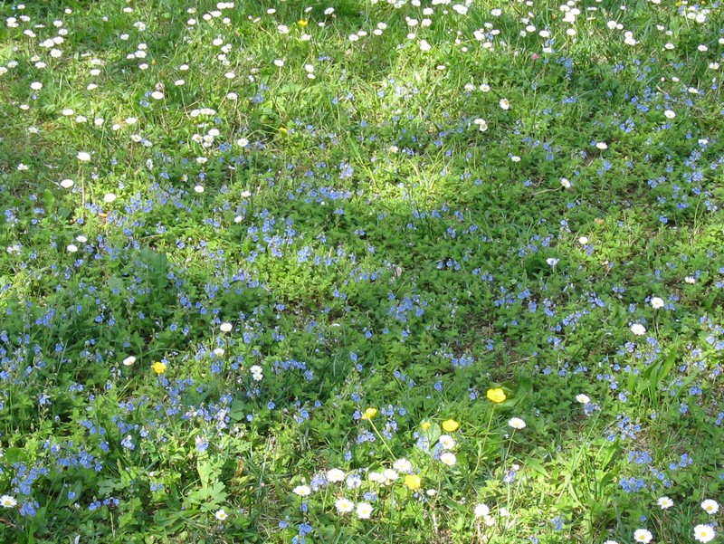 Veronica chamaedrys (Lamiales-Plantaginaceae)